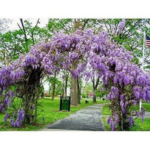 Load image into Gallery viewer, ****AMETHYST FALLS* *Wisteria Frutescens Plant* *ATTRACTS HUMMINGBIRDS &amp; BUTTERFLIES
