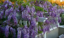 Load image into Gallery viewer, ****AMETHYST FALLS* *Wisteria Frutescens Plant* *ATTRACTS HUMMINGBIRDS &amp; BUTTERFLIES
