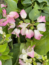 Load image into Gallery viewer, Yani&#39;s Delight** Live Bougainvillea Well Rooted Starter Plant
