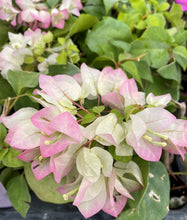 Load image into Gallery viewer, Yani&#39;s Delight** Live Bougainvillea Well Rooted Starter Plant
