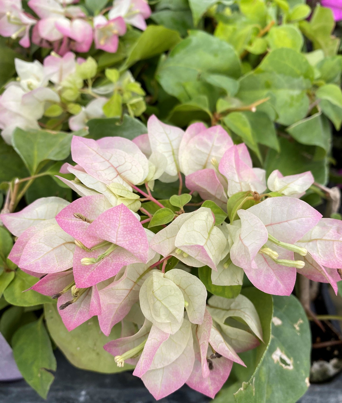 Yani's Delight** Live Bougainvillea Well Rooted Starter Plant