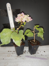 Load image into Gallery viewer, Yani&#39;s Delight** Live Bougainvillea Well Rooted Starter Plant
