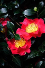 Load image into Gallery viewer, YULETIDE** *Bicolor Bloom Camellia Japonica-Live Starter Plant
