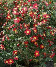 Load image into Gallery viewer, YULETIDE** *Bicolor Bloom Camellia Japonica-Live Starter Plant
