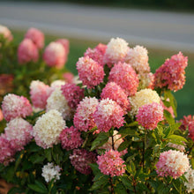 Load image into Gallery viewer, ~~ZINFIN DOLL~~Hydrangea Starter Plant~~ WHITE, PINK &amp; RED ALL AT ONCE
