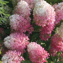 Load image into Gallery viewer, ~~ZINFIN DOLL~~Hydrangea Starter Plant~~ WHITE, PINK &amp; RED ALL AT ONCE
