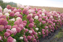 Load image into Gallery viewer, ~~ZINFIN DOLL~~Hydrangea Starter Plant~~ WHITE, PINK &amp; RED ALL AT ONCE
