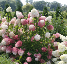 Load image into Gallery viewer, ~~ZINFIN DOLL~~Hydrangea Starter Plant~~ WHITE, PINK &amp; RED ALL AT ONCE
