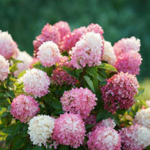 Load image into Gallery viewer, ~~ZINFIN DOLL~~Hydrangea Starter Plant~~ WHITE, PINK &amp; RED ALL AT ONCE
