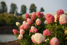 Load image into Gallery viewer, ~~ZINFIN DOLL~~Hydrangea Starter Plant~~ WHITE, PINK &amp; RED ALL AT ONCE
