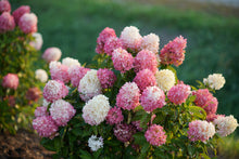 Load image into Gallery viewer, ~~ZINFIN DOLL~~Hydrangea Starter Plant~~ WHITE, PINK &amp; RED ALL AT ONCE
