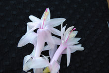 Load image into Gallery viewer, ***Angel Kisses*** Christmas Cactus Schlumbergera Starter Plant
