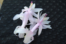 Load image into Gallery viewer, ***Angel Kisses*** Christmas Cactus Schlumbergera Starter Plant
