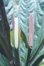 Load image into Gallery viewer, ~ANTHURIUM SUPERBUM~Spectacular Patent Leather Leaves~ AKA BIRD&#39;S NES
