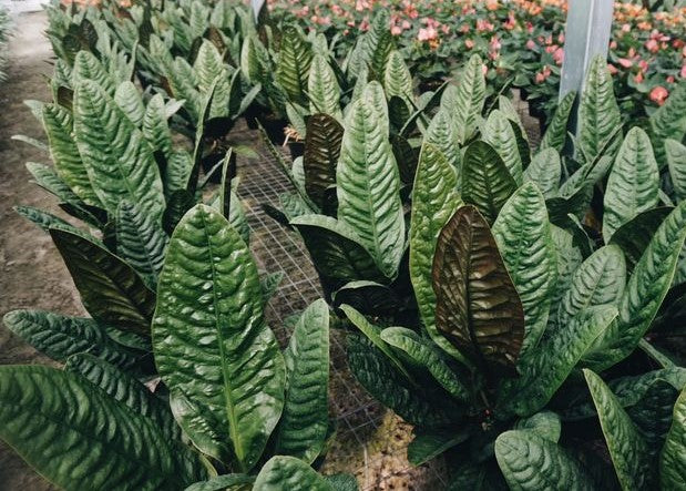 ~ANTHURIUM SUPERBUM~Spectacular Patent Leather Leaves~ AKA BIRD'S NES