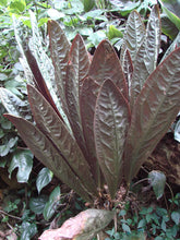 Load image into Gallery viewer, ~ANTHURIUM SUPERBUM~Spectacular Patent Leather Leaves~ AKA BIRD&#39;S NES
