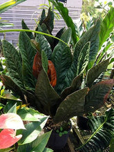 Load image into Gallery viewer, ~ANTHURIUM SUPERBUM~Spectacular Patent Leather Leaves~ AKA BIRD&#39;S NES
