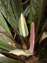 Load image into Gallery viewer, ~ANTHURIUM SUPERBUM~Spectacular Patent Leather Leaves~ AKA BIRD&#39;S NES
