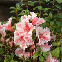 Load image into Gallery viewer, ~~ENCORE AUTUMN STARBURST~~Azalea Deciduous Well Rooted Starter Plant~~
