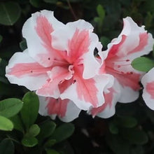 Load image into Gallery viewer, ~~ENCORE AUTUMN STARBURST~~Azalea Deciduous Well Rooted Starter Plant~~
