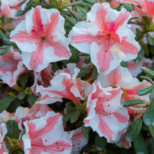 Load image into Gallery viewer, ~~ENCORE AUTUMN STARBURST~~Azalea Deciduous Well Rooted Starter Plant~~
