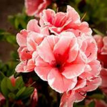 Load image into Gallery viewer, ~~ENCORE AUTUMN SUNBURST~~Azalea Deciduous Well Rooted Starter Plant~~
