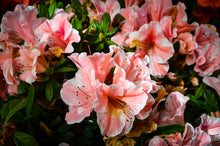 Load image into Gallery viewer, ~~ENCORE AUTUMN SUNBURST~~Azalea Deciduous Well Rooted Starter Plant~~
