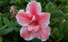 Load image into Gallery viewer, ~~ENCORE AUTUMN SUNBURST~~Azalea Deciduous Well Rooted Starter Plant~~
