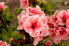 Load image into Gallery viewer, ~~ENCORE AUTUMN SUNBURST~~Azalea Deciduous Well Rooted Starter Plant~~
