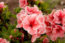 Load image into Gallery viewer, ~~ENCORE AUTUMN SUNBURST~~Azalea Deciduous Well Rooted Starter Plant~~
