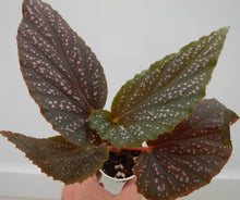 Load image into Gallery viewer, ***BENIGO PINK*** Angel Wing Begonia  Rooted Starter Plant
