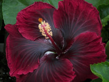 Load image into Gallery viewer, ***BLACK DRAGON*** Small Rooted Exotic Tropical Hibiscus Starter Plant***AKA Fancy Hibiscus
