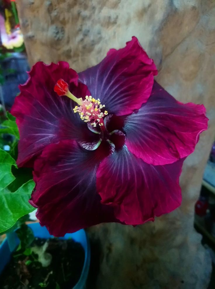 ***BLACK DRAGON*** Small Rooted Exotic Tropical Hibiscus Starter Plant***AKA Fancy Hibiscus