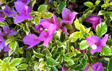 Load image into Gallery viewer, BLUEBERRY ICE** Live Variegated Bougainvillea Well Rooted Starter Plant
