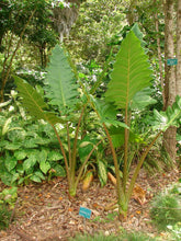 Load image into Gallery viewer, **BOA* *Elephant Ear* *Alocasia* *Rooted Starter Plants*
