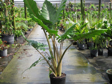 Load image into Gallery viewer, **BOA* *Elephant Ear* *Alocasia* *Rooted Starter Plants*
