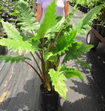 Load image into Gallery viewer, **BOA* *Elephant Ear* *Alocasia* *Rooted Starter Plants*
