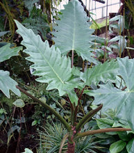 Load image into Gallery viewer, **BOA* *Elephant Ear* *Alocasia* *Rooted Starter Plants*
