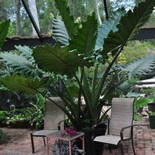 Load image into Gallery viewer, **BOA* *Elephant Ear* *Alocasia* *Rooted Starter Plants*
