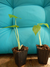 Load image into Gallery viewer, ***CALIDORA*** Elephant Ear*** Alocasia*** Well Rooted Starter Plant**COLD HARDY**GETS HUGE!
