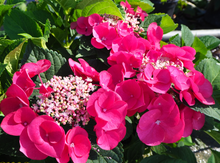 Load image into Gallery viewer, ***RUBY BLOSSOM*** Hydrangea Macrophylla Starter Plant
