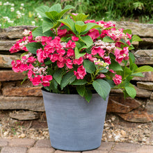 Load image into Gallery viewer, ***CHERRY EXPLOSION*** Hydrangea Macrophylla Starter Plant
