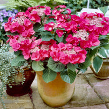 Load image into Gallery viewer, ***MERRITT&#39;S SUPREME*** Hydrangea Macrophylla Starter Plant
