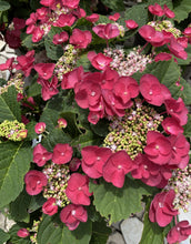Load image into Gallery viewer, ***CHERRY EXPLOSION*** Hydrangea Macrophylla Starter Plant
