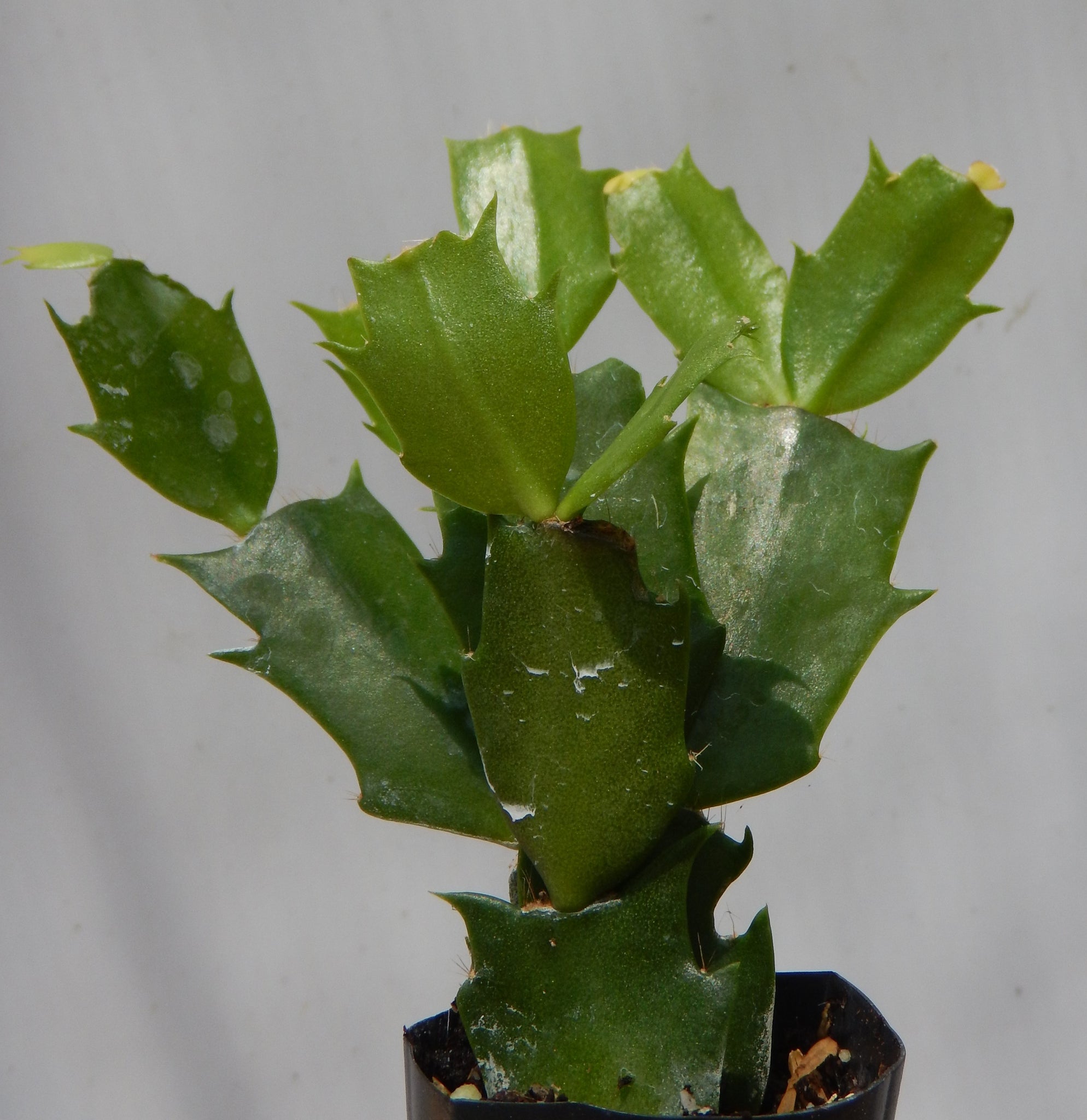 5 Starter Christmas Cactus Plants – Whitton – All Different Varieties – Schlumbergera – Indoor/Outdoor