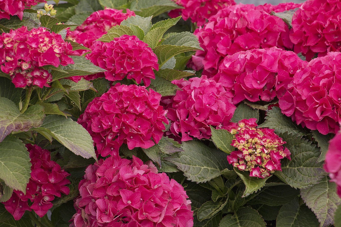 CITYLINE PARIS~~Hydrangea Starter Plant~Blooms from Periwinkle to Raspberry