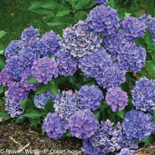 Load image into Gallery viewer, CITYLINE PARIS~~Hydrangea Starter Plant~Blooms from Periwinkle to Raspberry
