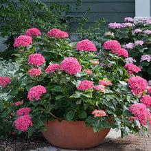 Load image into Gallery viewer, CITYLINE PARIS~~Hydrangea Starter Plant~Blooms from Periwinkle to Raspberry
