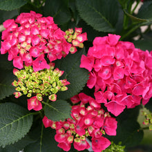 Load image into Gallery viewer, CITYLINE PARIS~~Hydrangea Starter Plant~Blooms from Periwinkle to Raspberry
