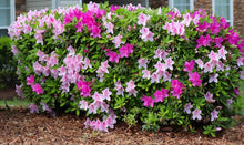 Load image into Gallery viewer, CONVERSATION PIECE~Azalea Rhododendron Starter Plant~STUNNING MULTI COLOR BLOOMS
